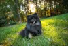 Cachorro Lulu da Pomerânia: valor elevado da raça combina com nomes chiques como Versace e Valentino