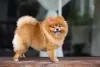 Já os nomes de cachorro fêmea chique como Dior, Chanel e Gucci combinam com a aparência estilosa da raça