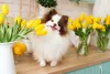 Evite dar nome para cachorro Spitz Alemão igual ou parecido com o de um membro da família