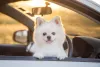 O cachorro Lulu da Pomerânia será sua companhia diária, então escolha bem o nome do pet
