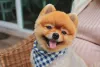 O nome para Spitz Alemão deve ser de fácil memorização para o animal
