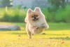 O jeito brincalhão do Lulu da Pomerânia pode servir de inspiração na hora de escolher um nome