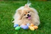 O cachorro Lulu da Pomerânia é apegado ao dono e vai ao seu encontro sempre que chamá-lo