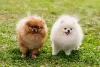 Nomes de cachorro fêmea ou macho que fazem referência a cor são sempre divertidos