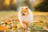 O cachorro Spitz merece um nome à altura do seu charme e personalidade únicos