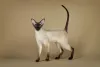Os gateiros amam imagens de gato Siamês!