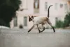 Gato Siamês: foto mostra que animais com pedigree são maiores