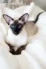 A mancha simetrica no focinho é uma característica do gato Siamês