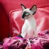 O filhote de gato Siamês é extrovertido e adora afeto