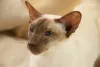 Foto de Gato Siamês: impossível não querer adotar um!