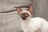 Carinho deve fazer parte da rotina do gato Siamês