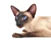 Gato Siamês: imagem mostra como eles são exóticos.