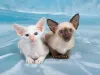 O Gato Siamês se dá bem com outros animais. Que tal adotar dois de uma vez?