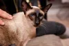 A raça de gato Siamês ama afeto e contato físico!