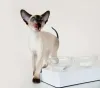 O filhote de gato Siamês pode ser super carente e não gostar de passar muito tempo só.