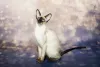 Não vai ter tédio com um gato Siamês em casa!