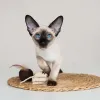 O filhote de gato Siamês ama brincar