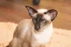 Foto: Gato Siamês, uma raça simpática e sociável
