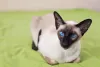 As orelhas grandes e pontudas é uma das características do gato Siamês