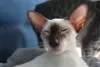 Não falta carinho em um lar com um gato Siamês