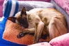 Gato Siamês tem focinho triangular