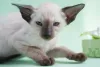 Como não se apaixonar por um filhote de gato Siamês?