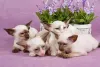 Filhotes de gato Siamês são lindos!