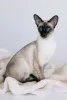 O clássico gato Siamês é chamado de Seal Point devido às manchas escuras