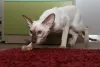 O gato Siamês tem um corpinho fino e magro