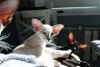 O gato Siamês é considerado um animal oriental
