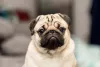 Raça de cachorro Pug tem dobrinhas no rosto que podem acumular bactérias e fungos