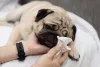 Para cuidar do Pug, problemas podem ser evitados com a limpezas das dobras