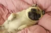 No Pug, problemas de saúde se intensificam se o cachorro estiver acima do peso