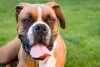 Raça Boxer: cachorro é muito brincalhão