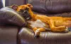 O Boxer, apesar de muito energético, também tem seus momentos de descanso