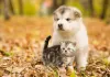 Cachorro e gato filhotes que crescem juntos costumam ser grandes amigos!