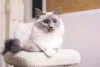 Ragdoll: raça é muito popular entre os amantes de felinos