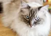 A beleza do gato Ragdoll é admirável
