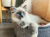 Ragdoll: gato é grande no tamanho e no coração