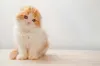 O gato Scottish Fold tem muito amor para oferecer