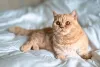 Gato Munchkin é o famoso gato salsicha