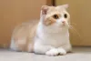 Raça de gato Munchkin é bem agitada, mesmo sendo pequenina