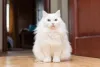 Raça de gato Angorá gosta de carinho, mas não gosta de colo