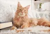 Maine Coon: gato é um dos mais simpáticos e afetuosos