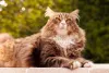 Raça de gato Maine Coon é muito inteligente e sociável
