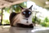 O gato Siamês tem uma pelagem bem caracterí­stica