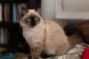 Birmanês: gato é semelhante ao Siamês, mas mais peludo