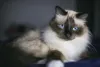 O gato Birmanês gosta de estar na companhia dos humanos