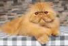 Raça de gato Persa tem focinho achatado e pelos compridos