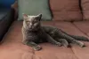 British Shorthair: gato cinza é uma das pelagens mais comuns da raça